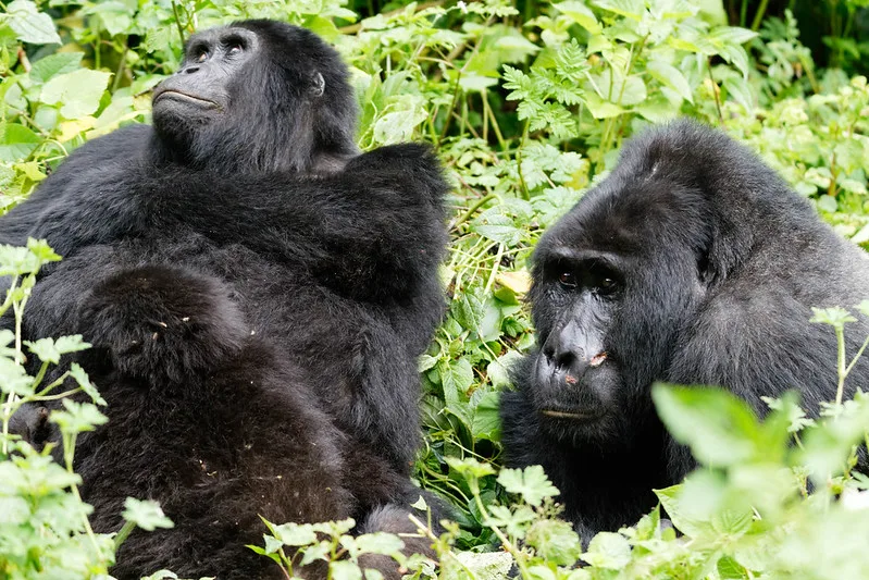 Rwanda reopens gorilla trekking and primate activities in the new normal