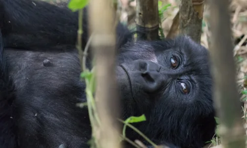 Rwanda vs. Uganda For The Best Gorilla Trekking Experiences.