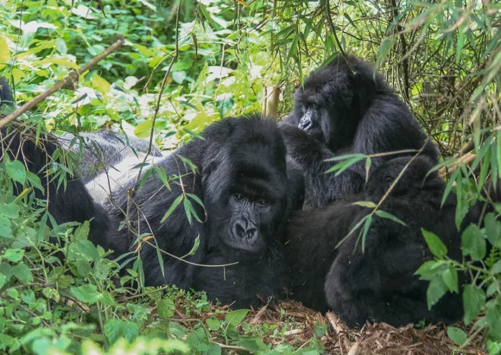 Rwigi gorilla family, Rwigi mountain gorilla group Rushaga