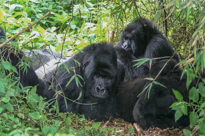 Rwigi gorilla family, Rwigi mountain gorilla group Rushaga