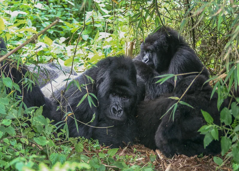 Rwigi gorilla family, Rwigi mountain gorilla group Rushaga