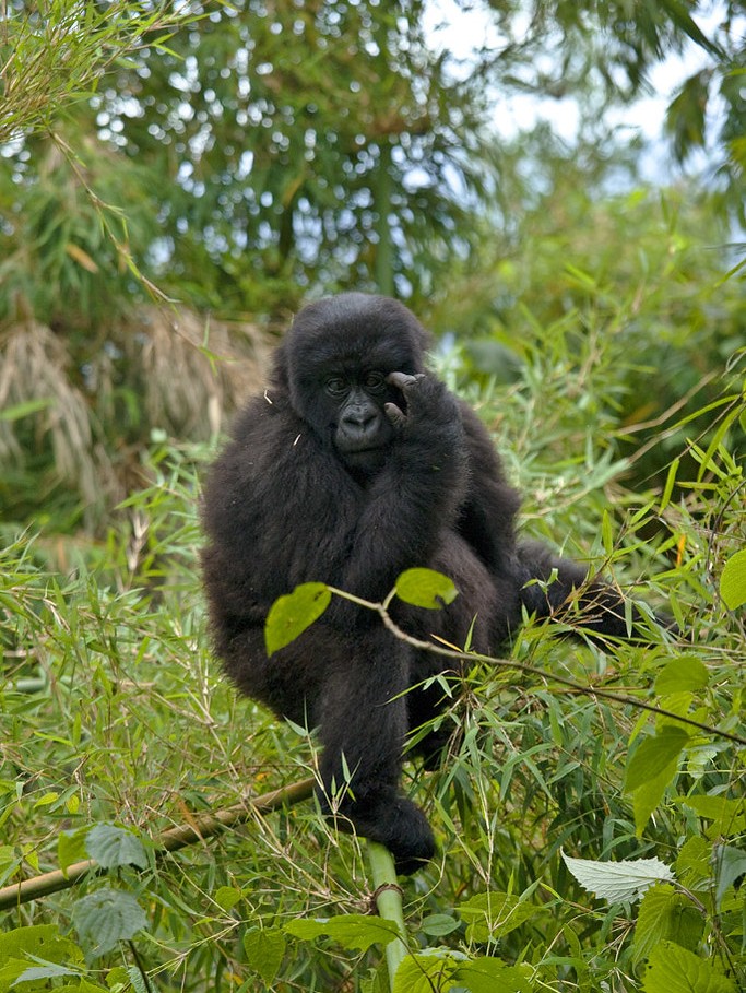 Safari experience to Bwindi