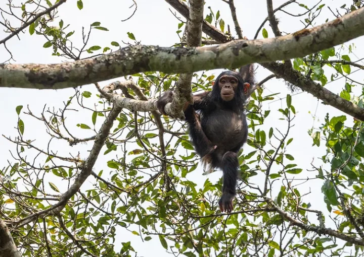 Scheduled flights to Kibale National Park
