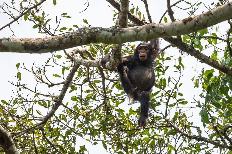 Scheduled flights to Kibale National Park