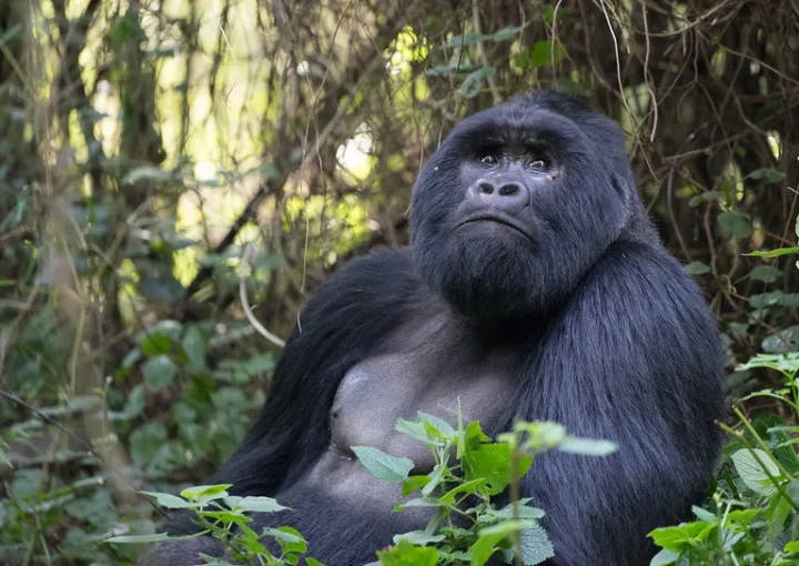 Scheduled flights to Mgahinga National Park