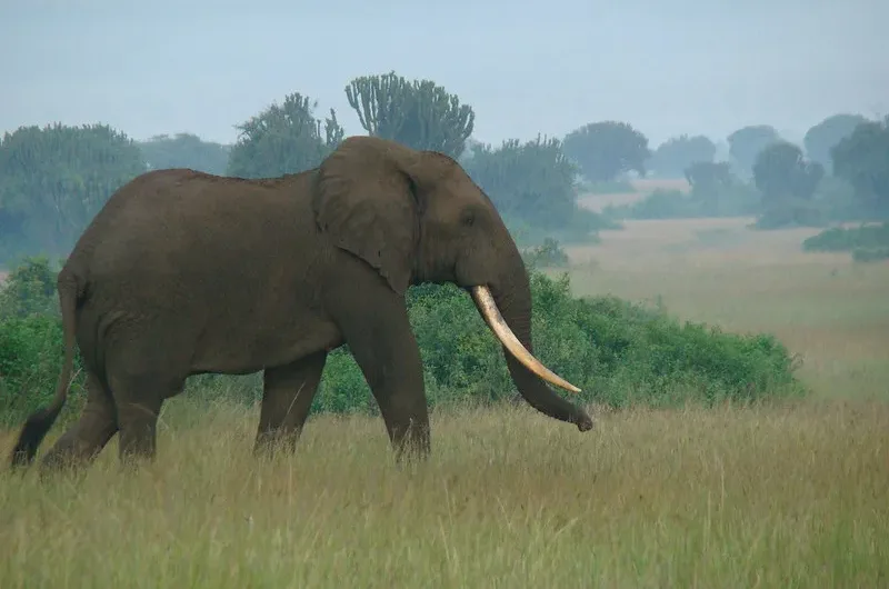 Scheduled flights to Queen Elizabeth National Park