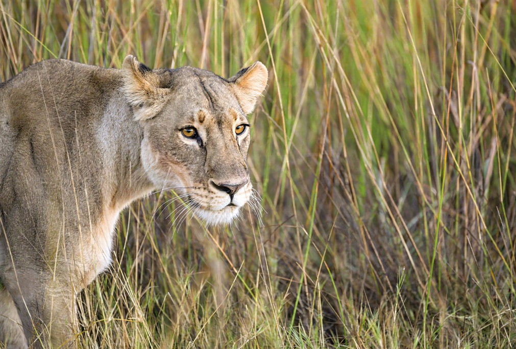 Scheduled flights to Queen Elizabeth