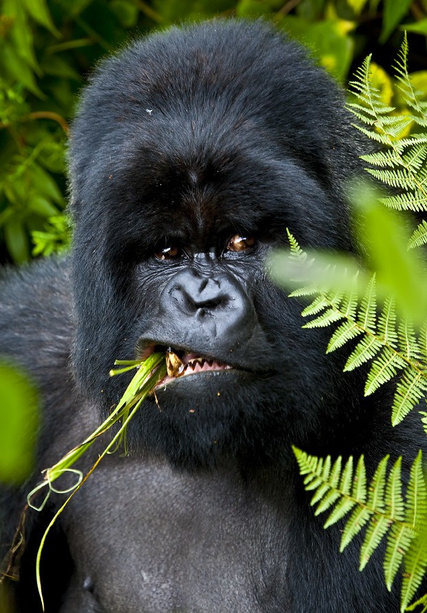Short gorilla trekking trips