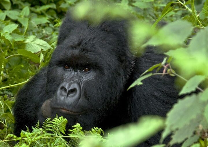 Short gorilla trekking trips