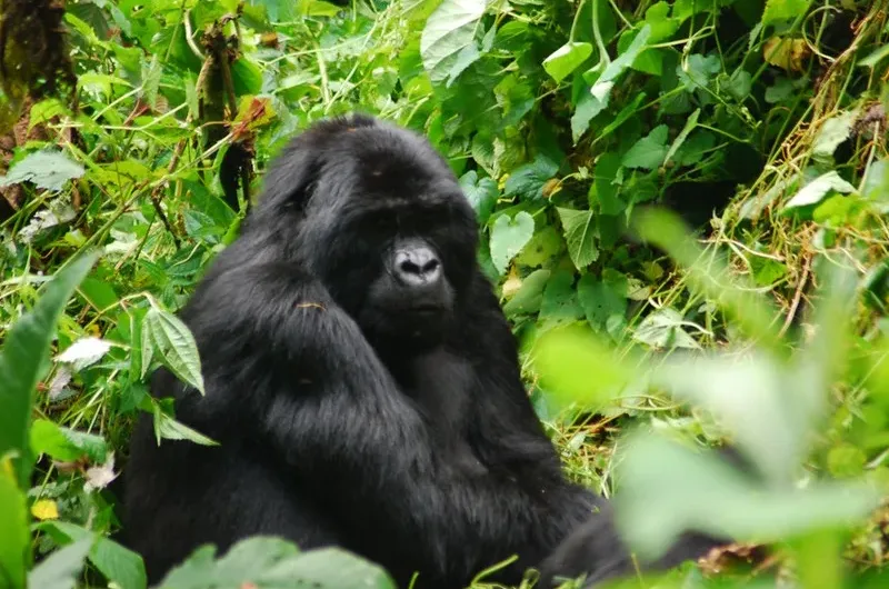 Short gorilla trekking trips to Bwindi, Mgahinga and Volcanoes National Park