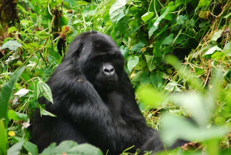 Short gorilla trekking trips to Bwindi, Mgahinga and Volcanoes National Park