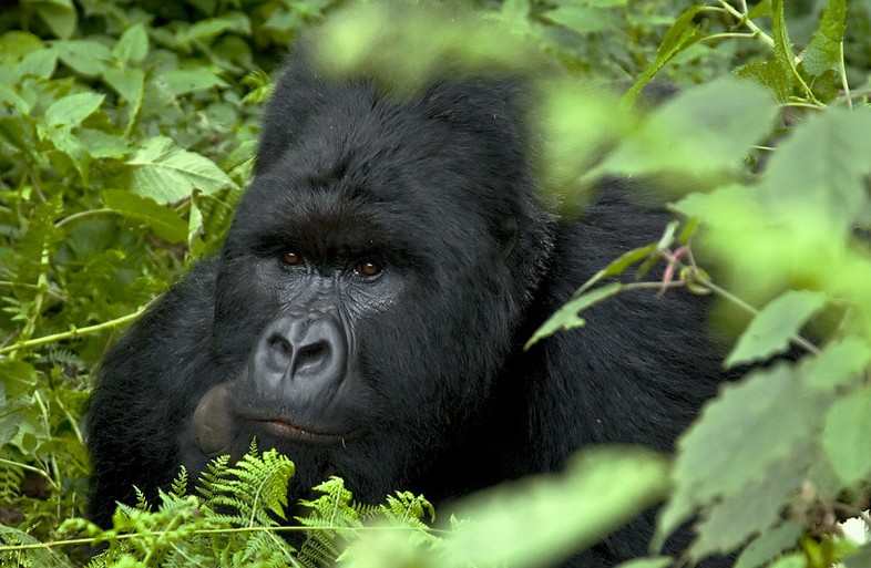 Short gorilla trekking trips