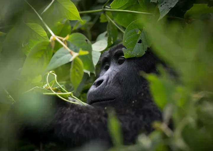 Rushaga mountain gorillas