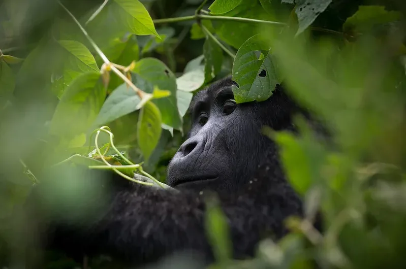 Stay in Nkuringo and trek Rushaga mountain gorillas