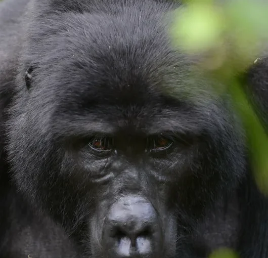 Summer Holiday gorilla trekking tours
