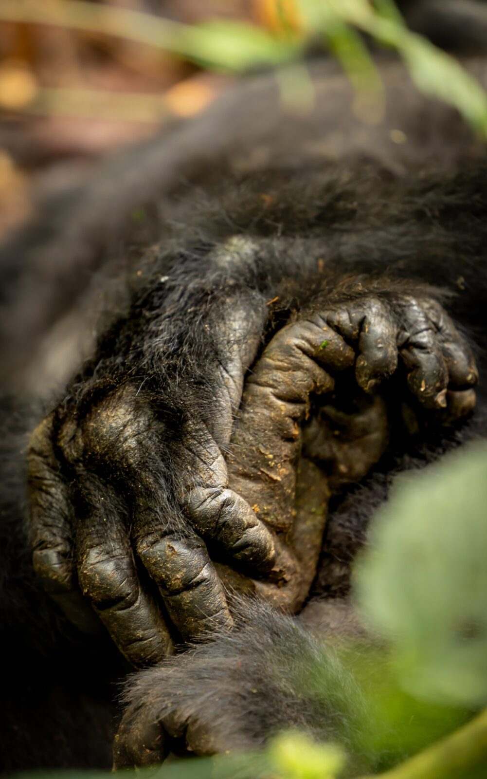 Support Mountain Gorillas In Uganda