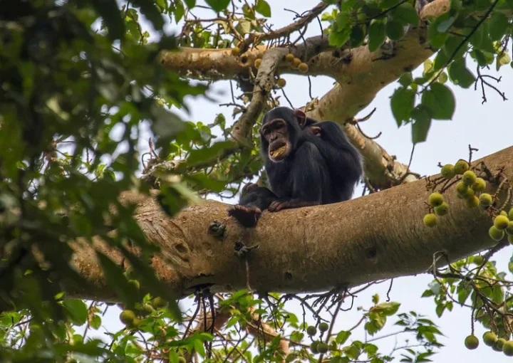 The price for kibale chimp permits has been increased from $250 to $300.
