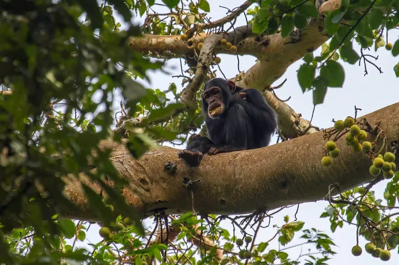 The price for kibale chimp permits has been increased from $250 to $300.