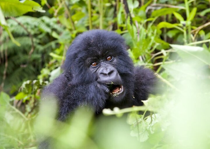 The price of gorilla permits