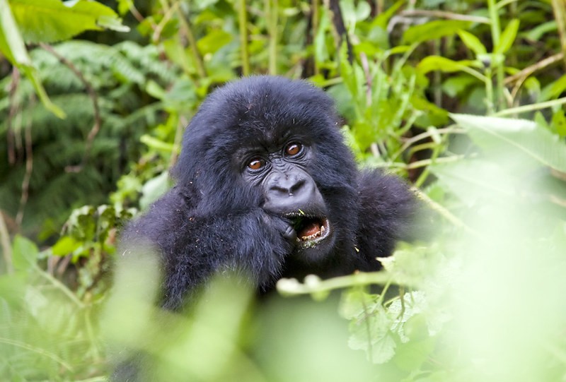 The price of gorilla permits