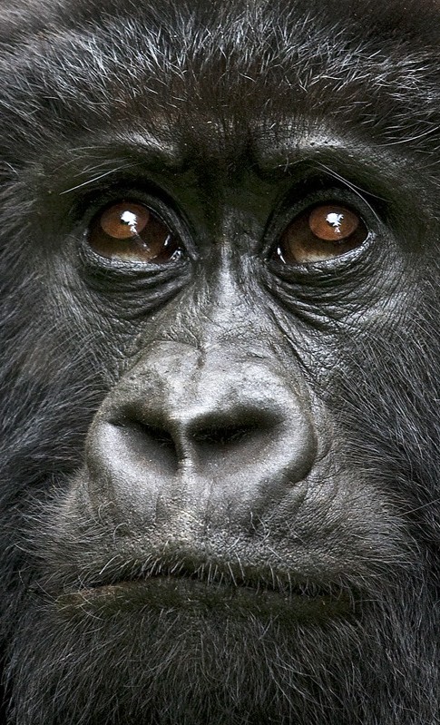 The price of gorilla permits