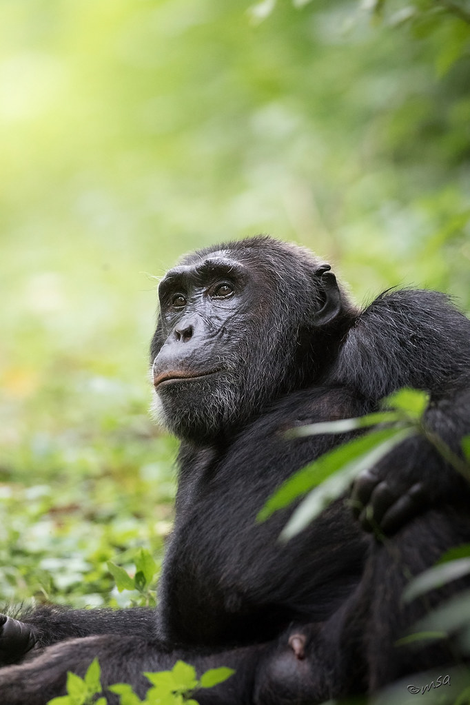 Things to do in Kibale National Park