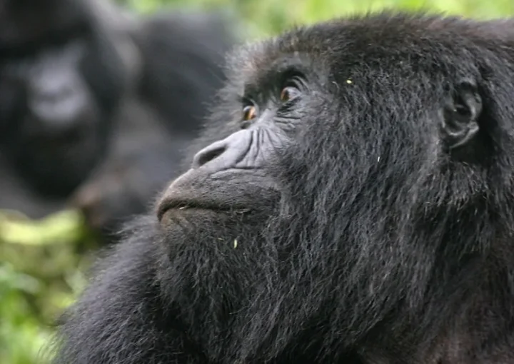 Things to do in Kisoro after gorilla trekking in Mgahinga