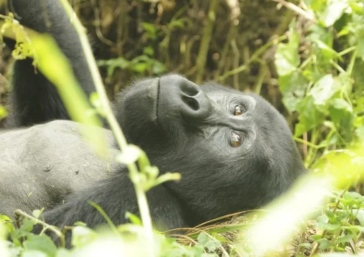 Things to do in Ruhija after gorilla trekking