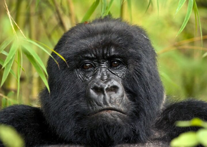 Things to do in Rushaga after gorilla habituation