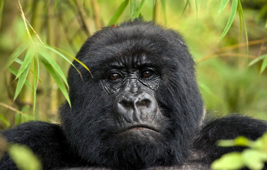 Things to do in Rushaga after gorilla habituation