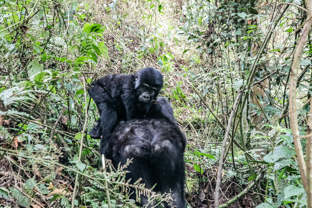 Things to do in Rushaga after gorilla trekking