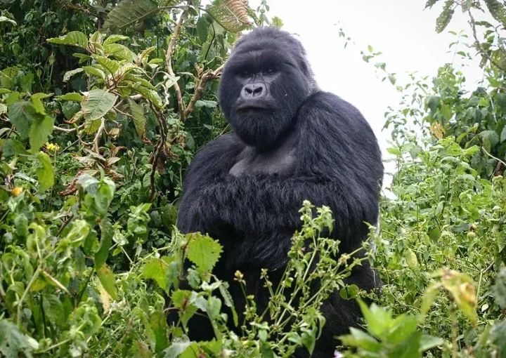 Things to do in Rushaga after gorilla trekking