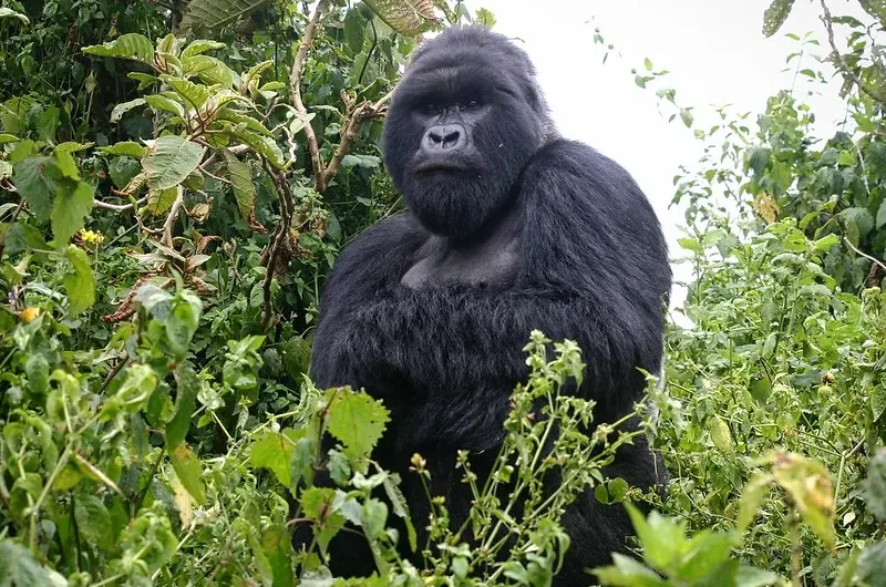 Things to do in Rushaga after gorilla trekking