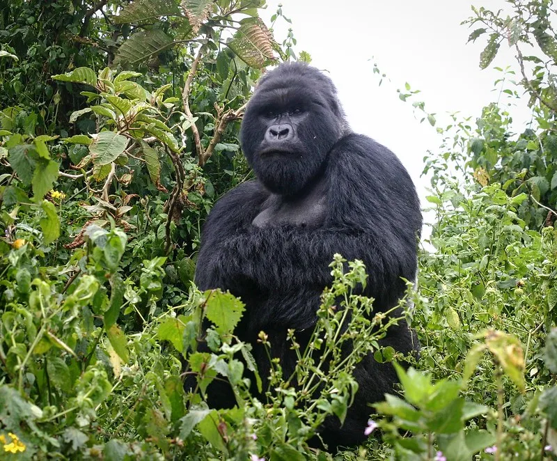 Things to do in Rushaga after gorilla trekking