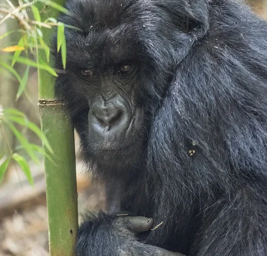 Things to see and do in Mgahinga National Park from Kigali