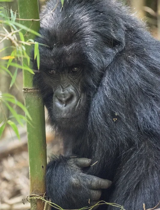 Things to see and do in Mgahinga National Park from Kigali