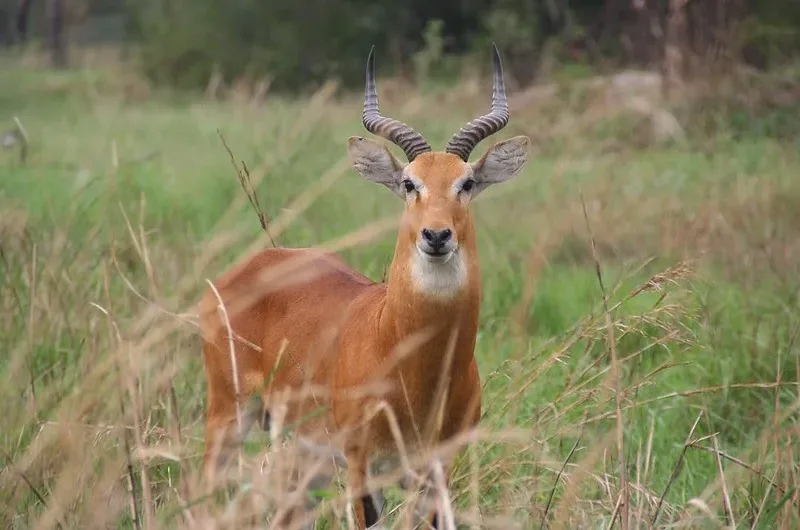 Tips on planning a Uganda Safari for first timers.