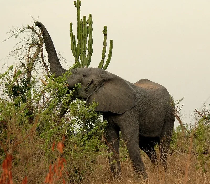 Top 5 Safari Destinations in Uganda