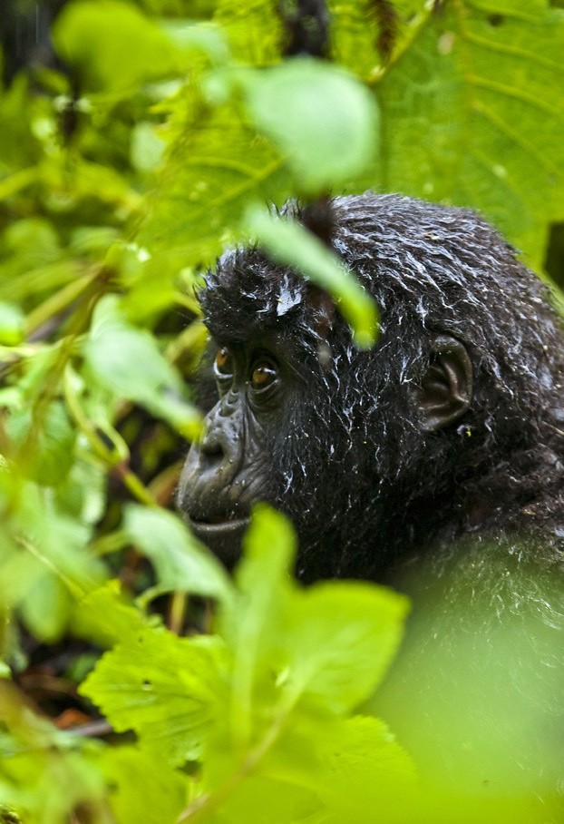 Top Uganda safari activities