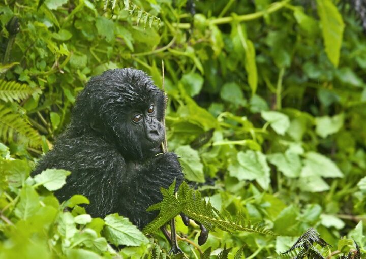Top Uganda safari activities