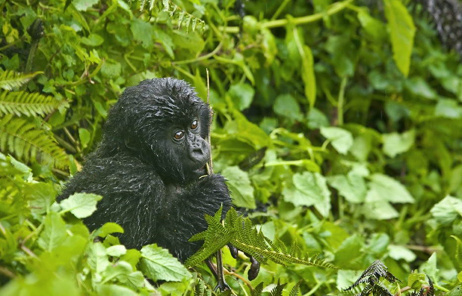 Top Uganda safari activities