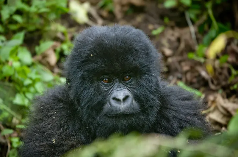 Top things to do in Bwindi after gorilla habituation experience.