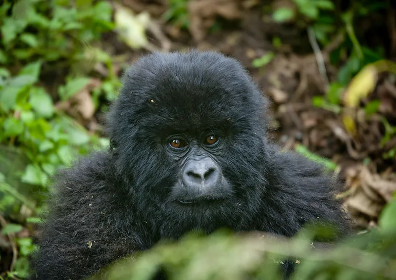 Top things to do in Bwindi after gorilla habituation experience.