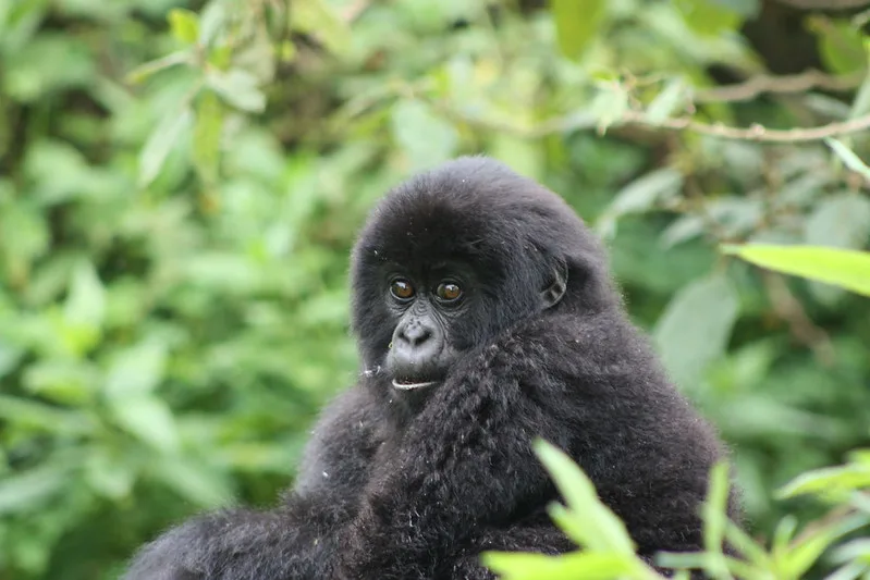 Top things to do in Nkuringo after gorilla trekking one hour experience.