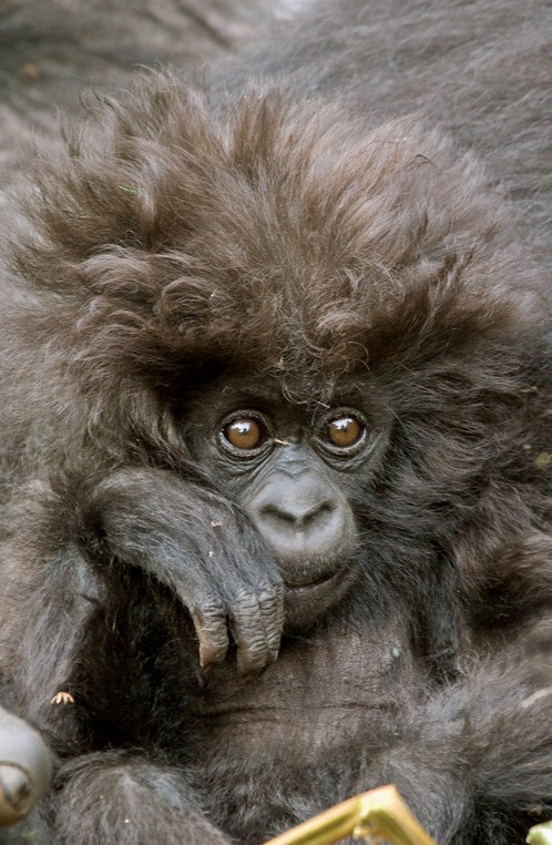 Top things to do in Nkuringo after gorilla trekking