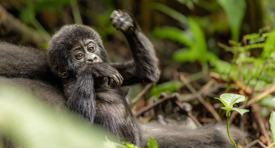 Tour Operator in Rwanda