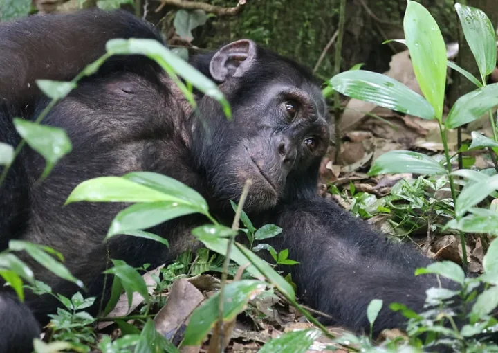 Uganda gorilla and chimpanzee permits