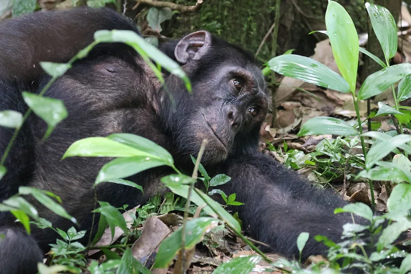 UWA sets new price for Uganda gorilla and chimpanzee permits at USD800