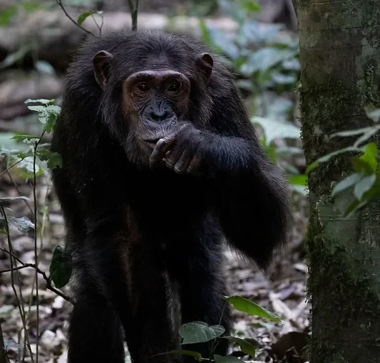 Uganda Primate National Parks reopen with strict SOPs