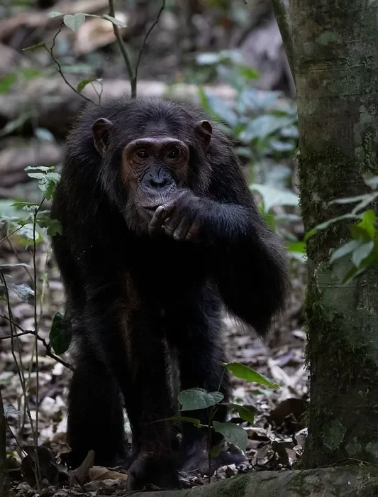 Uganda Primate National Parks reopen with strict SOPs